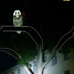 Čekání na nízkoletíci vránu.