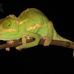 chameleon jemenský (Chamaeleo calyptratus)