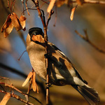 Hýl obecný (Pyrrhula pyrrhula)  samička