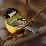 Sýkora koňadra (Parus major)