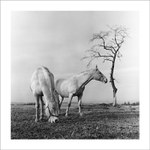 jak jsem potkal koně II.