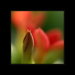 lednové domácí kytičkování