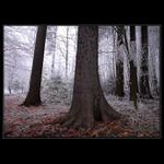 V průsvitném hávu ...