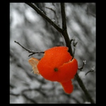 zimné  kontrasty -Ypsilonka