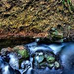 Mrznoucí a zakořenený