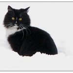 černobílá.... aneb kotě ve sněhu II.