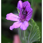 kvítek z Fatamorgány