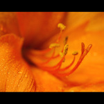 Adéla stále nevečeřela...!