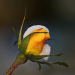 královské usínání