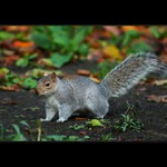 Sciurus carolinensis