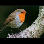 Robin
