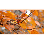 *** Podzimní sen ***