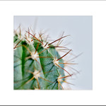Cactus....