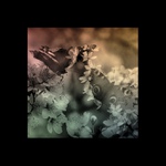 sny o motýloch II...