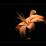 ...Lílie... poslední ze série