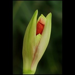 rozvíjej se, rozvíjej