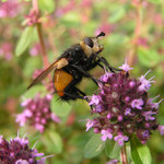 Kuklice červenonohá