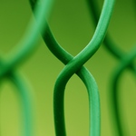 makroplotofka zelená