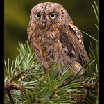 Výreček malý (Otus scops)