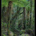 Cyathea smithii (Vzpomínky na Zéland)