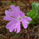 Primula minima, prvosenka nejmenší