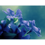 ***JEMNOST KVĚTŮ***