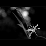 ***DÍVÁM SE DÍVÁM***