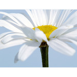 ***BÍLÉ KVÍTÍ***