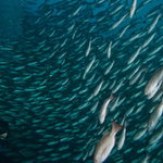 Fish soup