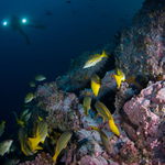 Malpelo