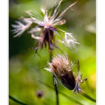 Vzpomínka na léto...