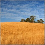 Horké ráno na pastvinách