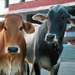 Posvätné kravičky