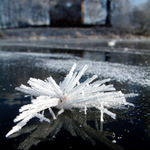 Prvni letosni kvetina