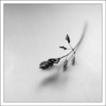 ..z louky...
