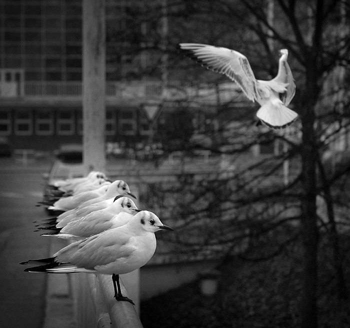 .: JUST LIKE A BIRD :.