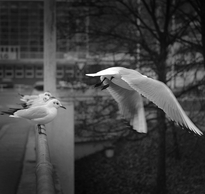 .: JUST LIKE A BIRD II :.