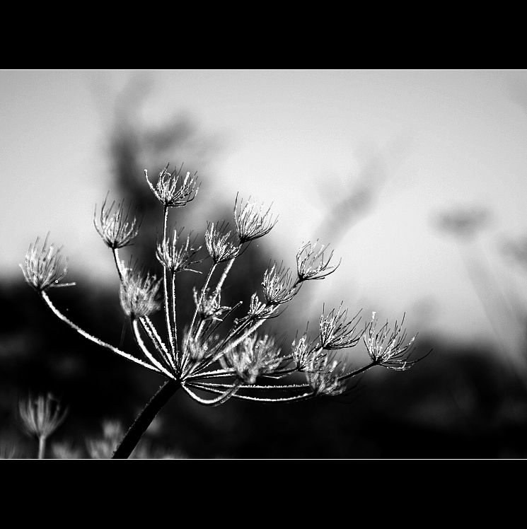 Poslední mrazení III.