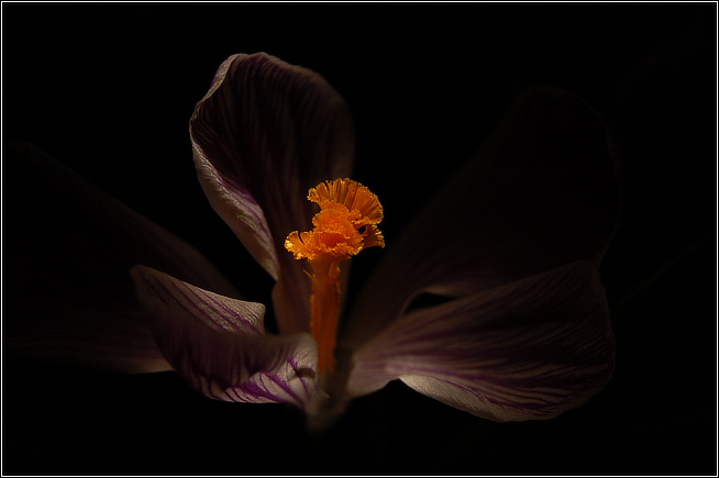 krokus