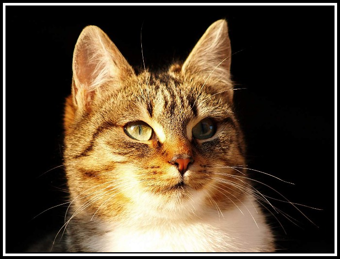 micinka