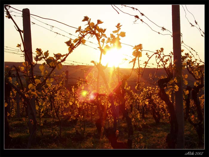 vinice