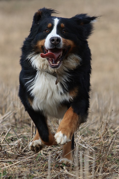 DAG