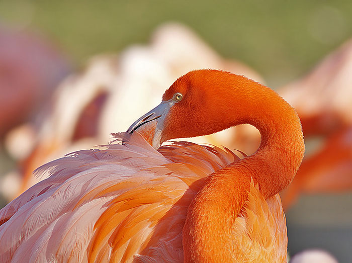 Plameňák, paleta barev