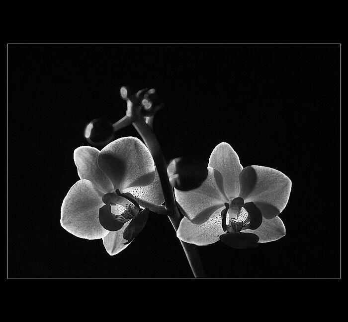 phalaenopsis