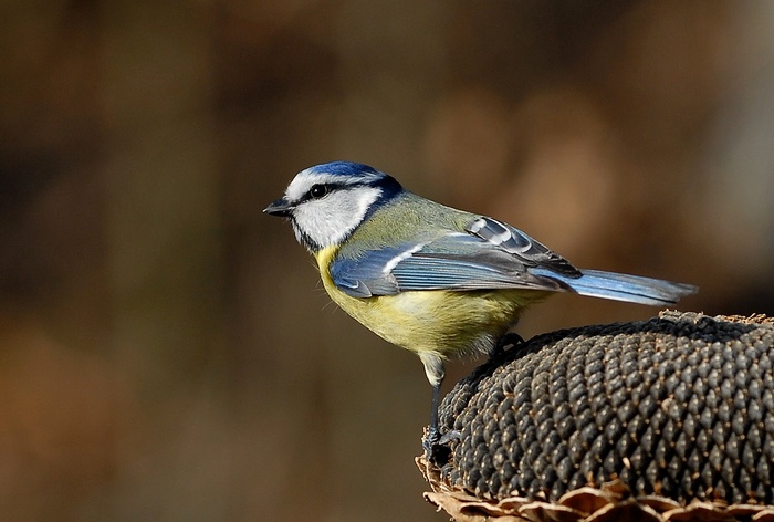 Sýkora modřinka (Parus caeruleus)
