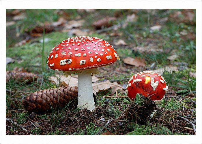 Zátiší s muchomůrkama