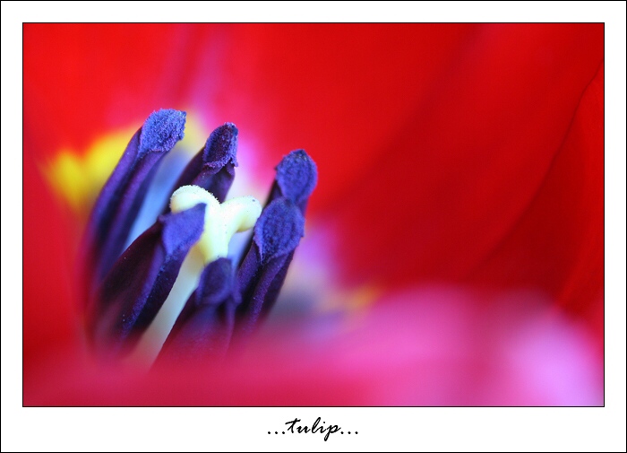 ...tulip...