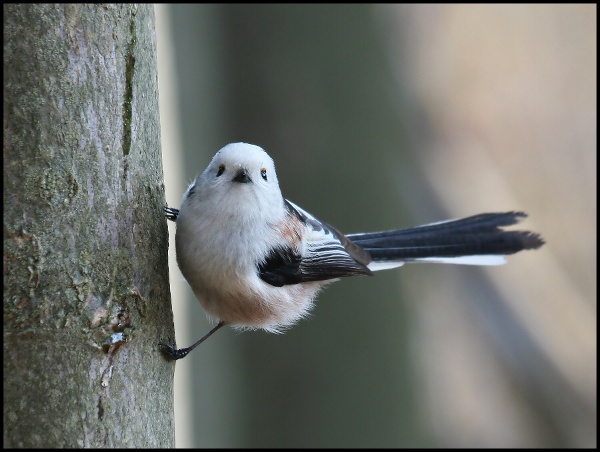Mlynařík dlouhoocasý - Aegithalos caudatus