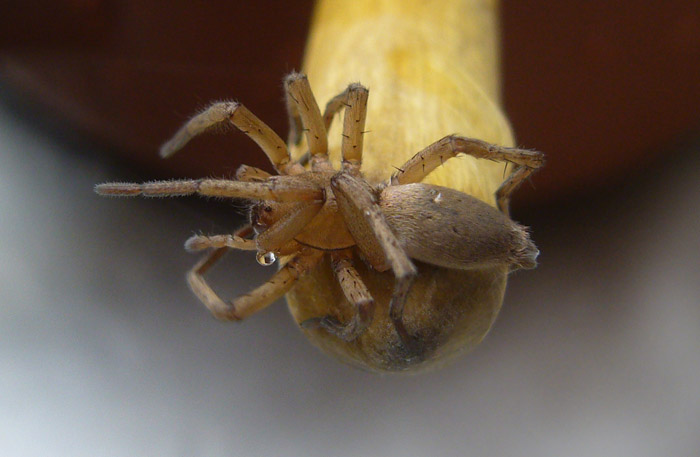 malá tarantule
