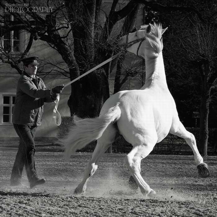 Kladrubský bělouš